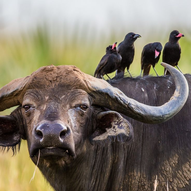 Ngorongoro